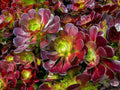 Aeonium Cuttings - Deep Purple with Green Centers - Velour Variety - Perfect for Propagation