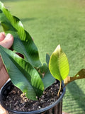 Pyrrosia Lingua Fern Cutting 3 Leaves Rare Indoor Plant Easy Care