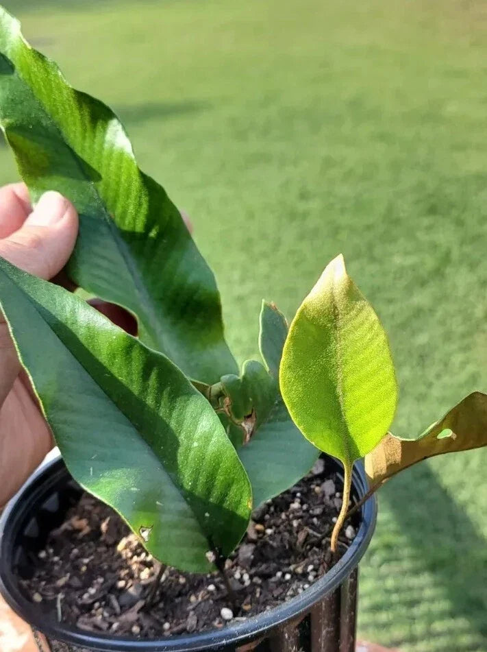 Pyrrosia Lingua Fern Cutting 3 Leaves Rare Indoor Plant Easy Care