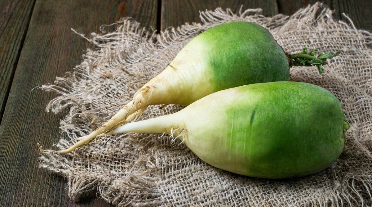 Chinese Green Luobo Radish Seeds - 500+ Pack for Garden Planting - Raphanus sativus - USA Grown, Free Shipping