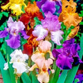 Bearded Iris Bulbs 5-Pack Mixed Colors Purple White Orange Red Yellow Tall Reblooming Perennial Deer Resistant