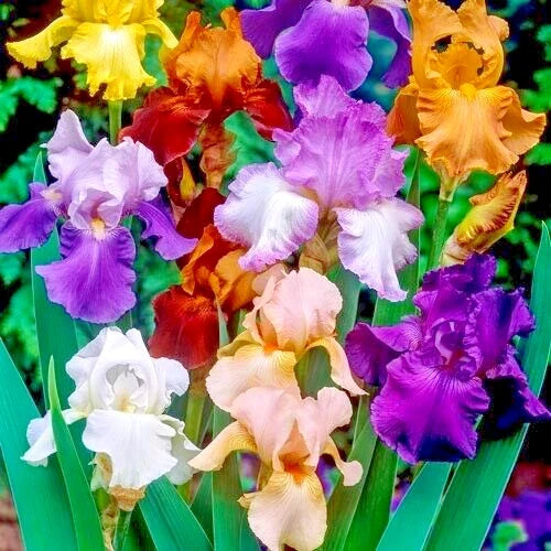 Bearded Iris Bulbs 5-Pack Mixed Colors Purple White Orange Red Yellow Tall Reblooming Perennial Deer Resistant