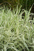 Strawberry & Cream Ribbon Grass Root Divisions - 8 Plants for Sun or Shade & Pond - Phalaris arundinacea