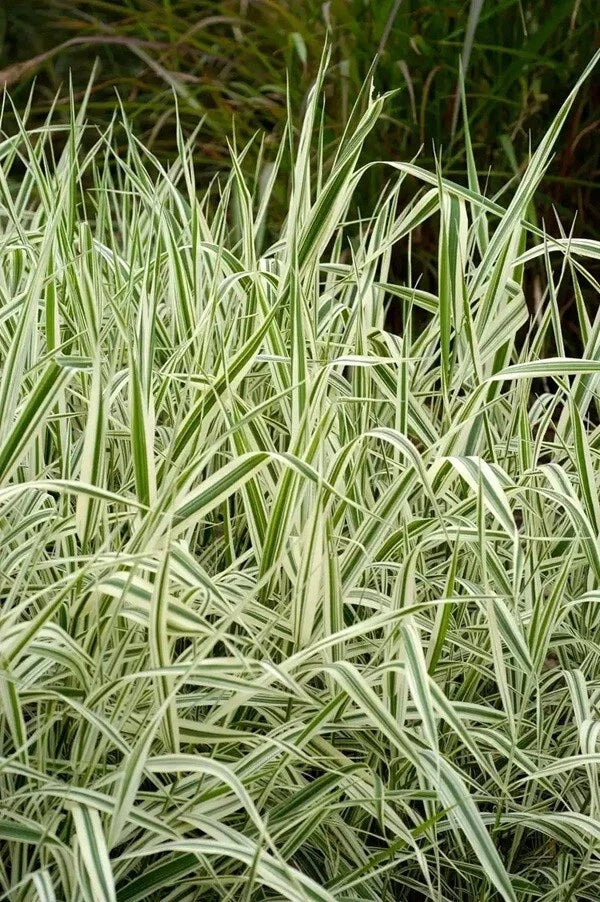 Strawberry & Cream Ribbon Grass Root Divisions - 8 Plants for Sun or Shade & Pond - Phalaris arundinacea
