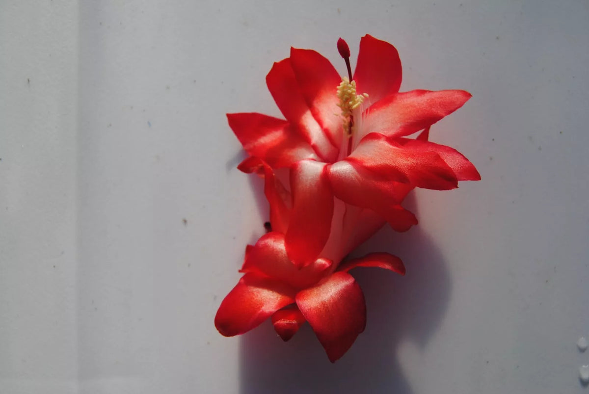 Christmas Cactus Starter Plant - Le'ahi Volcano - Schlumbergera Truncata - Healthy Well-Rooted Small Plant