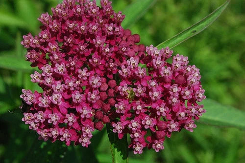 50 Seeds Swamp Milkweed Pink/Red Rose Asclepias incarnata - American Butterfly Plant, Attract Pollinators, GroCo USA