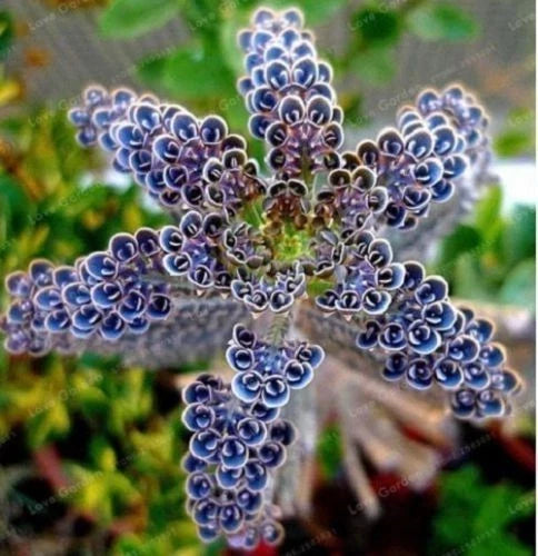 25 Rare Dark Blue Kalanchoe Seeds | Succulent Flower Seeds | Kalanchoe spp. | 92 US Seller
