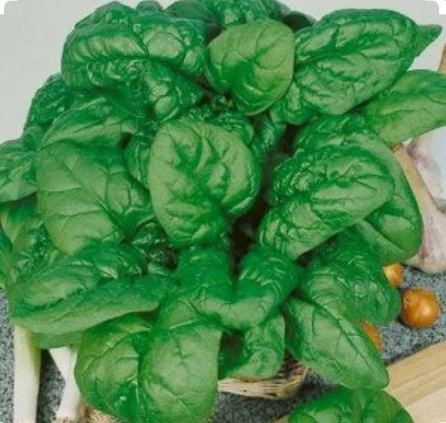 Bloomsdale Spinach Seeds - 200 Non-GMO Organic Seeds - Open Pollinated - Cool Weather Variety - Spinacia oleracea