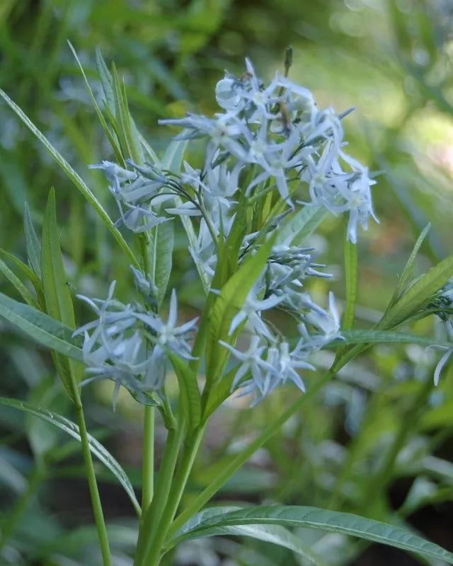 20 Seeds - Shining Blue Star Amsonia illustris - Native Perennial Wildflower - GroCo USA