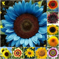 50pcs Mix Variety Pack Sunflower Seeds - Unique 10 Species for Diverse Garden | Helianthus spp.