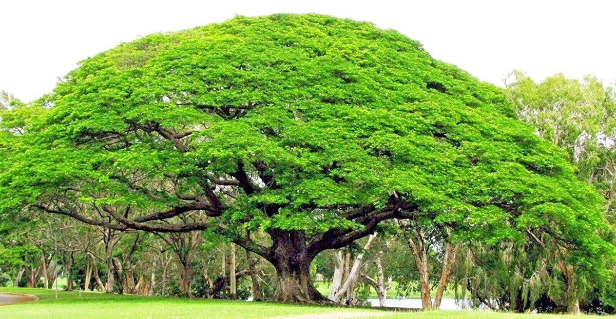 10 Rain Tree Seeds - Monkey Pod "Hitachi" - Albizia saman - Tropical Flower - Rare Seed Variety