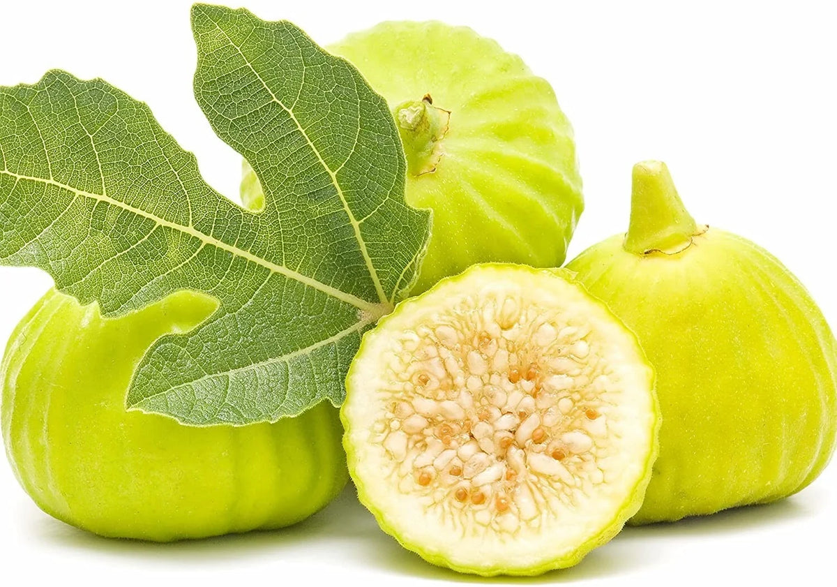 Marseilles Fig Plant - Live Rooted Starter - Self-Pollinating - Ficus carica - 10-12 ft - Zones 7-9 - Potted Plant, Heat-Tolerant