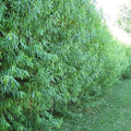 Hybrid Willow Trees - 26 Count - Fast Growing Shade Trees - Salix × fragilis - Indoor/Outdoor Ready to Plant