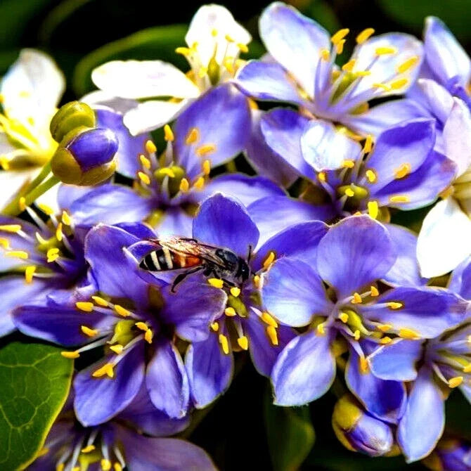 20 Lignum Vitae Tree Seeds | Exotic Hardwood | Guaiacum officinale | Rare Variety