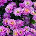Mum Flower Seeds - 200 Orchid Delight Chrysanthemum Seeds - Colorful Blooms for Garden - Chrysanthemum morifolium