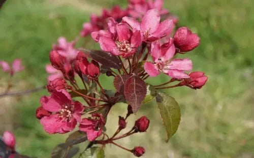 25+ Barbara Crabapple Seeds for Planting | Malus angustifolia | USA Grown, Garden-Ready Seeds, Free Shipping