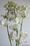 Aphrodite Sweet Pea Seeds - 50+ Seeds for Garden Planting - Lathyrus odoratus - USA Grown, Free Shipping