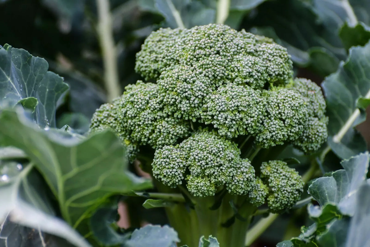 Broccoli Seeds - 800+ Count - Waltham 29 Variety - Brassica oleracea