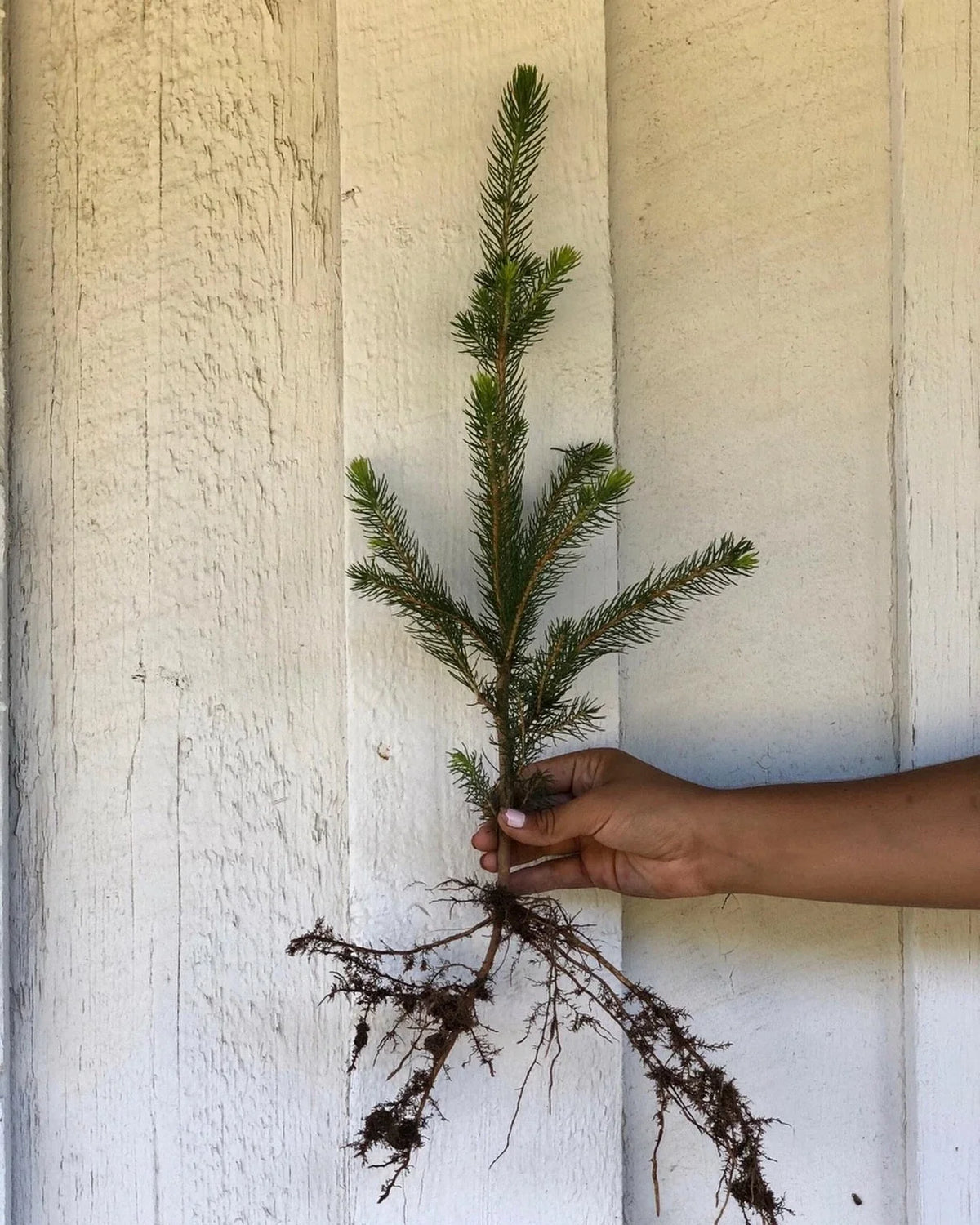 50 Norway Spruce Seedlings 10-15" - Fast Growing Bare Root Trees - Picea abies - Ideal for Privacy Screen or Windbreak