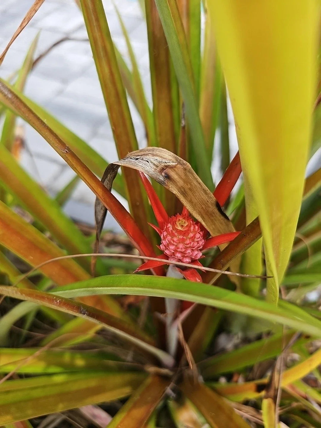 Mini Me Sol Dwarf Pineapple Plant - Red Ornamental - Ananas comosus