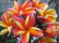 Rooted Plumeria Plant Cutting, 10" Maka'a Sunn, Fragrant Flowers, Plumeria spp.