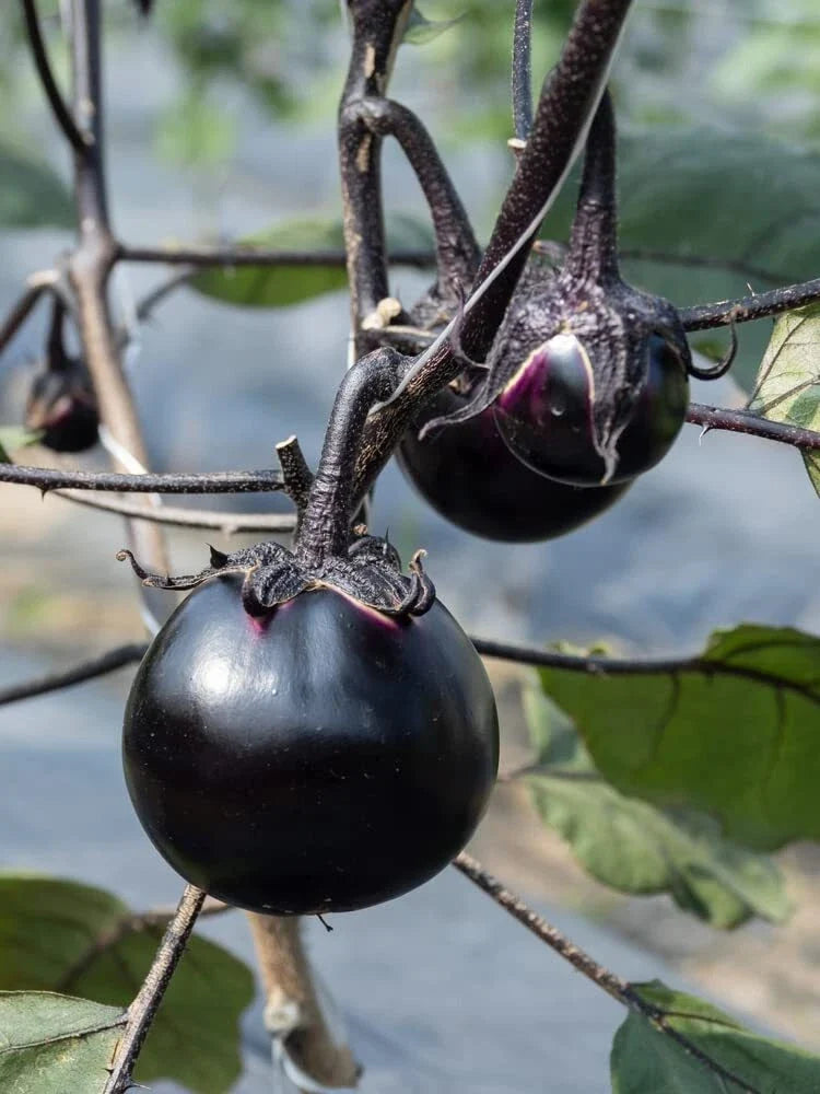 Kamo Eggplant Seeds - 50 Count, Round Black, Ornamental and Edible, Solanum melongena