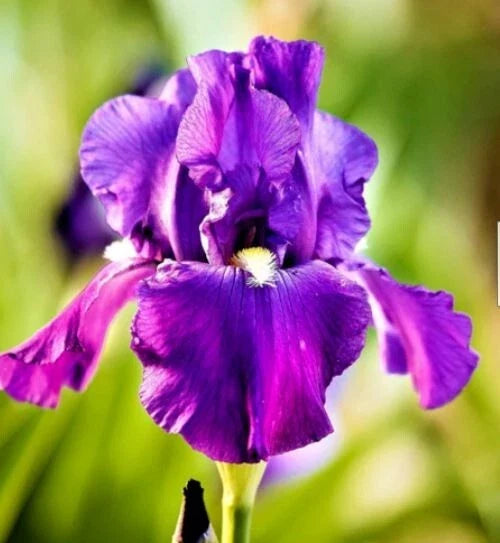Purple Bearded Iris Bulbs - 3 Assorted Rhizomes - Live Plant - Iris germanica