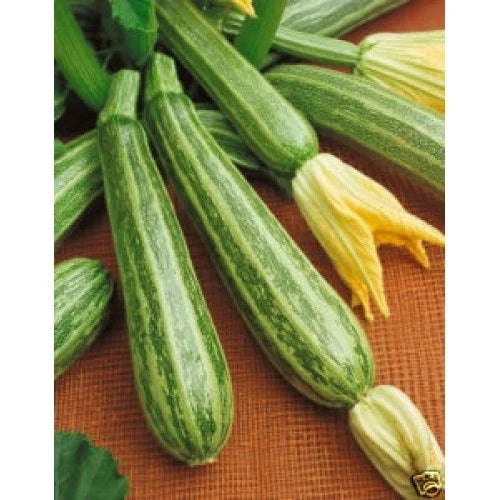 Italian Striped Zucchini Seeds - 20 Count - Traditional Early Italian Favorite - Cucurbita pepo