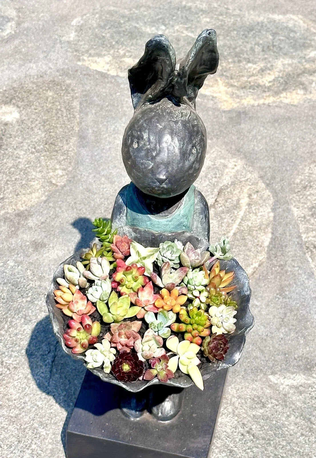 Assorted Mini Succulent Cuttings Set - 10 + 2 FREE for Terrariums - Perfect for Mini Fairy Gardens - Various Varieties