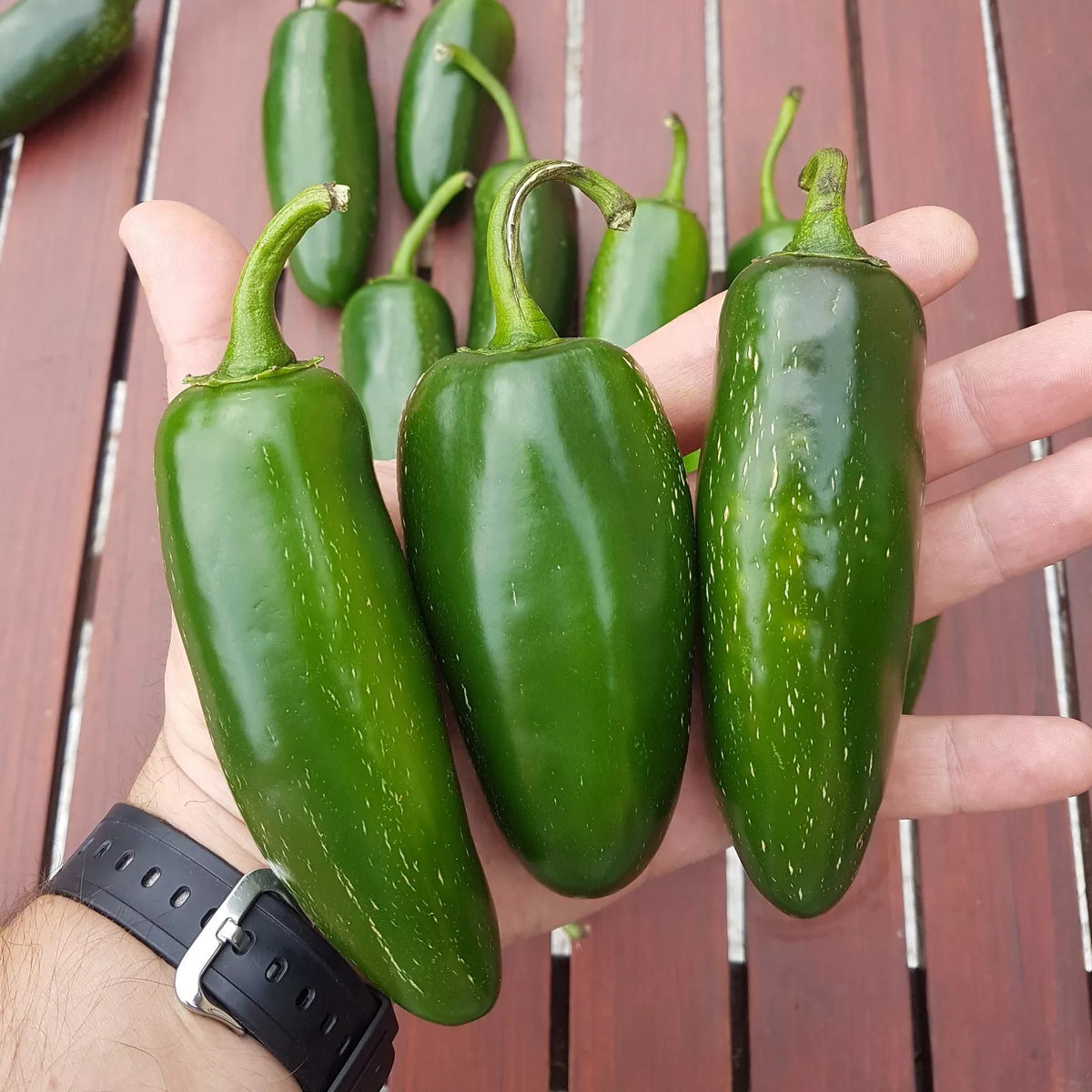 Mammoth Jalapeno Hot Pepper Seeds - Organic Non-GMO - 25+ Seeds - Capsicum annuum