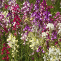 Snapdragon Flower Seeds 5000+ "Northern Lights" Mixed Colors Antirrhinum majus - Free USA Shipping