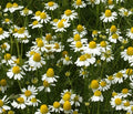Chamomile Seeds - German Variety - Apple Scented - For Teas & Potpourris - Flowering - 100 Seeds