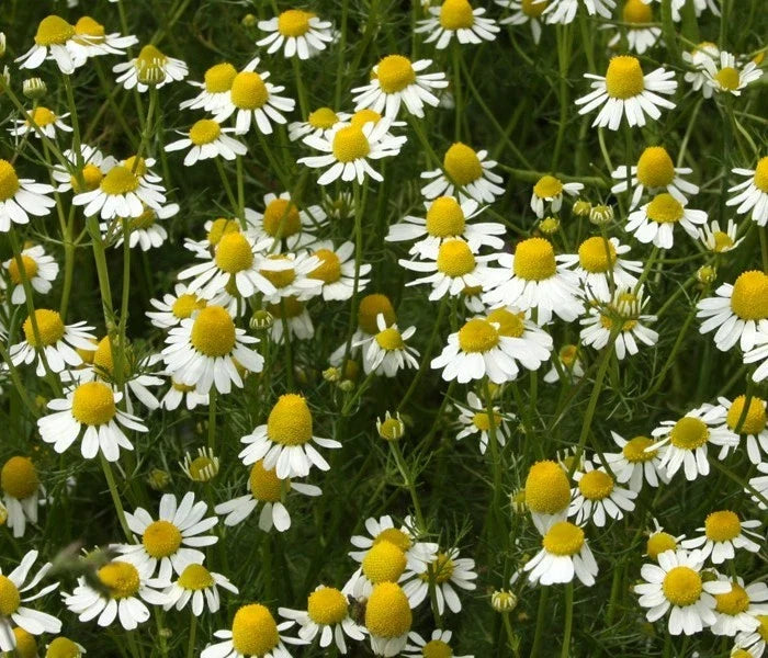 Chamomile Seeds - German Variety - Apple Scented - For Teas & Potpourris - Flowering - 100 Seeds