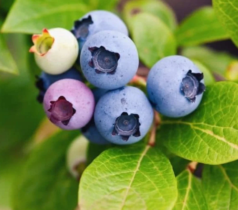 Live Sunshine Blueberry Plant – 4-6 Inches Tall – Rooted Blueberry Plant - Vaccinium corymbosum