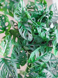 Monstera Adansonii Swiss Cheese Cuttings - 3 Indoor/Outdoor House Plant Cuttings for Home Decor & Gardening