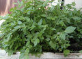 Water Parsley Plant - 17 Healthy Water Dropwort - Rau cần nước - Japanese Parsley - Water Celery (Oenanthe javanica)