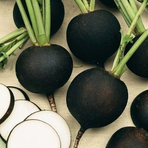 Black Spanish Round Radish Seeds - Heirloom Organic Non-GMO - 50+ Fresh Seeds for Planting (Raphanus sativus)