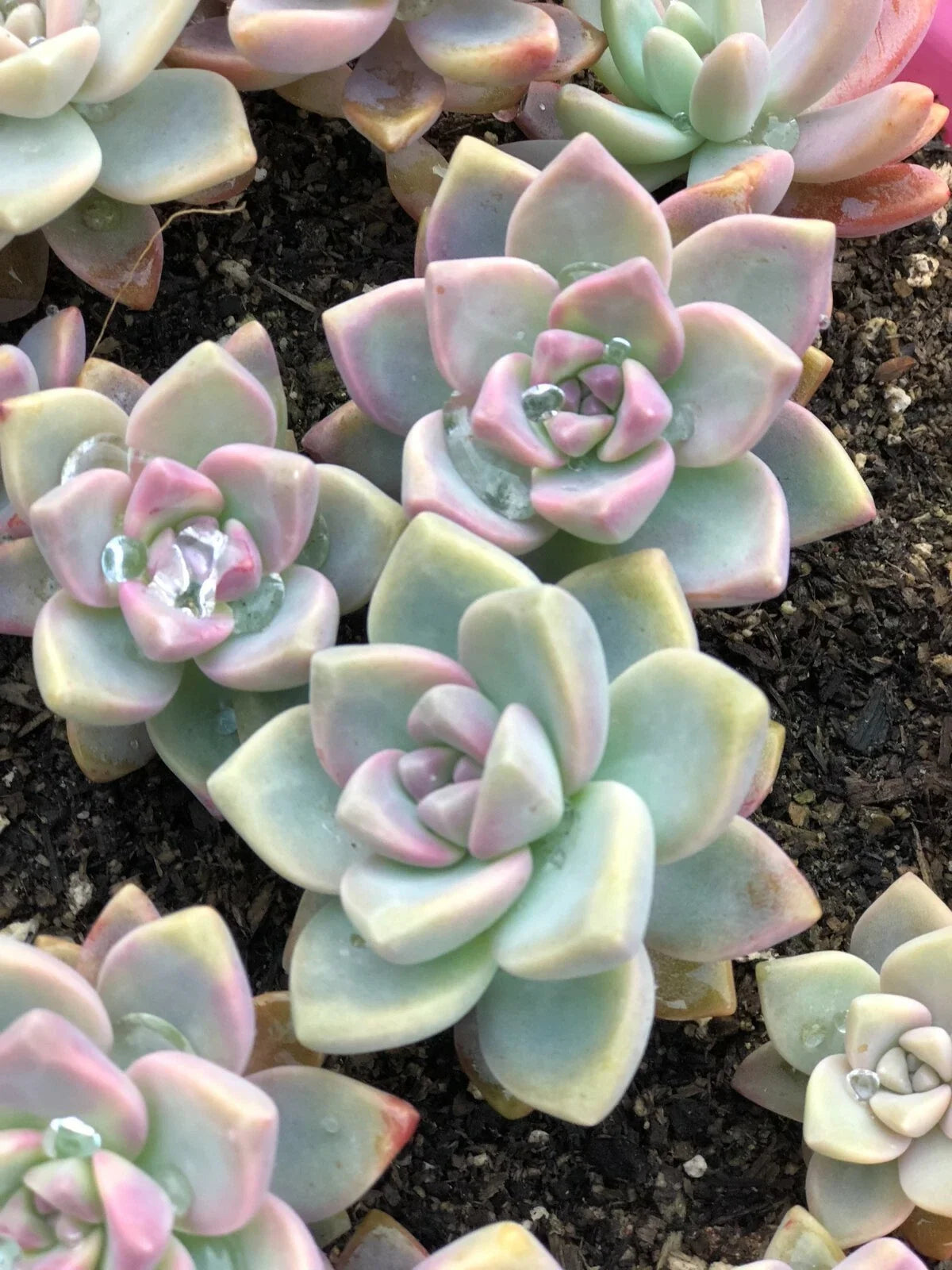 15 Mixed Live Unrooted Succulent Plant Cuttings, 1-2" Variety - Ideal for DIY Projects, Terrariums, and Home Decor