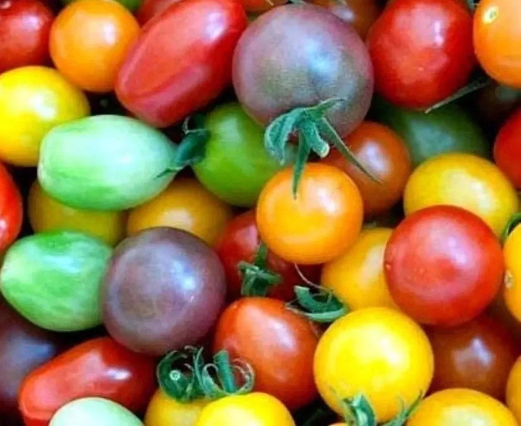 Rainbow Cherry Tomato Seeds - 120+ Heirloom Organic NON-GMO - Vibrant Colorful Heirloom Varieties - Perfect for Home Gardens