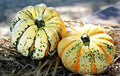 Carnival Squash Seeds - 10 Organic Seeds - Cucurbita pepo - USA Grown, Free Shipping