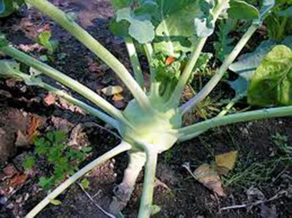 Kohlrabi Seeds, 25+ Heirloom Early White Vienna, Culinary Variety, Brassica oleracea