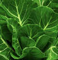 Champion Collard Greens Seeds - 2,000+ Non-GMO Vegetable Seeds - Brassica oleracea