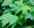 Chaya Cuttings 4 Pack 8-10'' Organic Deeply Lobed Variety (Cnidoscolus aconitifolius) Mayan Miracle Spinach Tree
