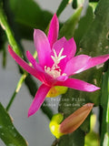 Epiphyllum Cuttings - Unrooted, 8-10 Inches Long, Felcino Filou, Exotic Cactus Variety, Ideal for Propagation