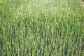 Alfalfa Sprout Seeds, 500 Heirloom Non-GMO Seeds, Medicago sativa