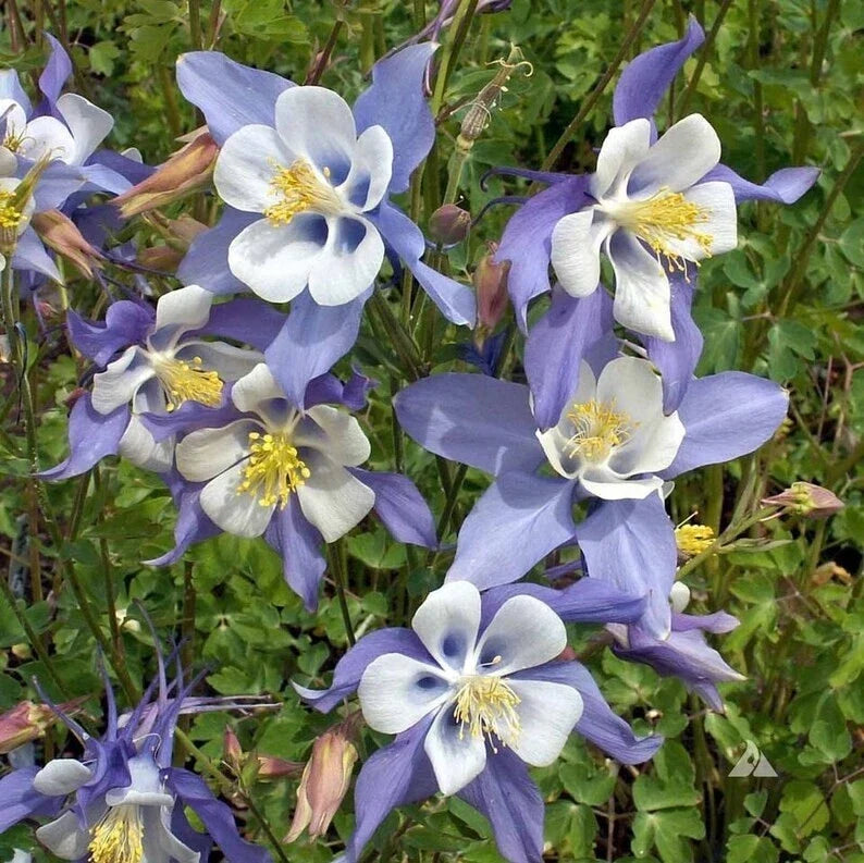 Blue Dream Columbine Seeds - 50 Organic Perennial Seeds - Aquilegia caerulea - USA Grown, Free Shipping
