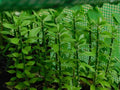 5x Pereskiopsis spathulata Grafting Stock Cactus Cuttings, 4" - Ideal for Grafting and Plant Propagation