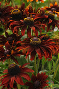 Moreno Rudbeckia 200 Seeds - for Garden Planting - Black-eyed Susan - Rudbeckia hirta - USA