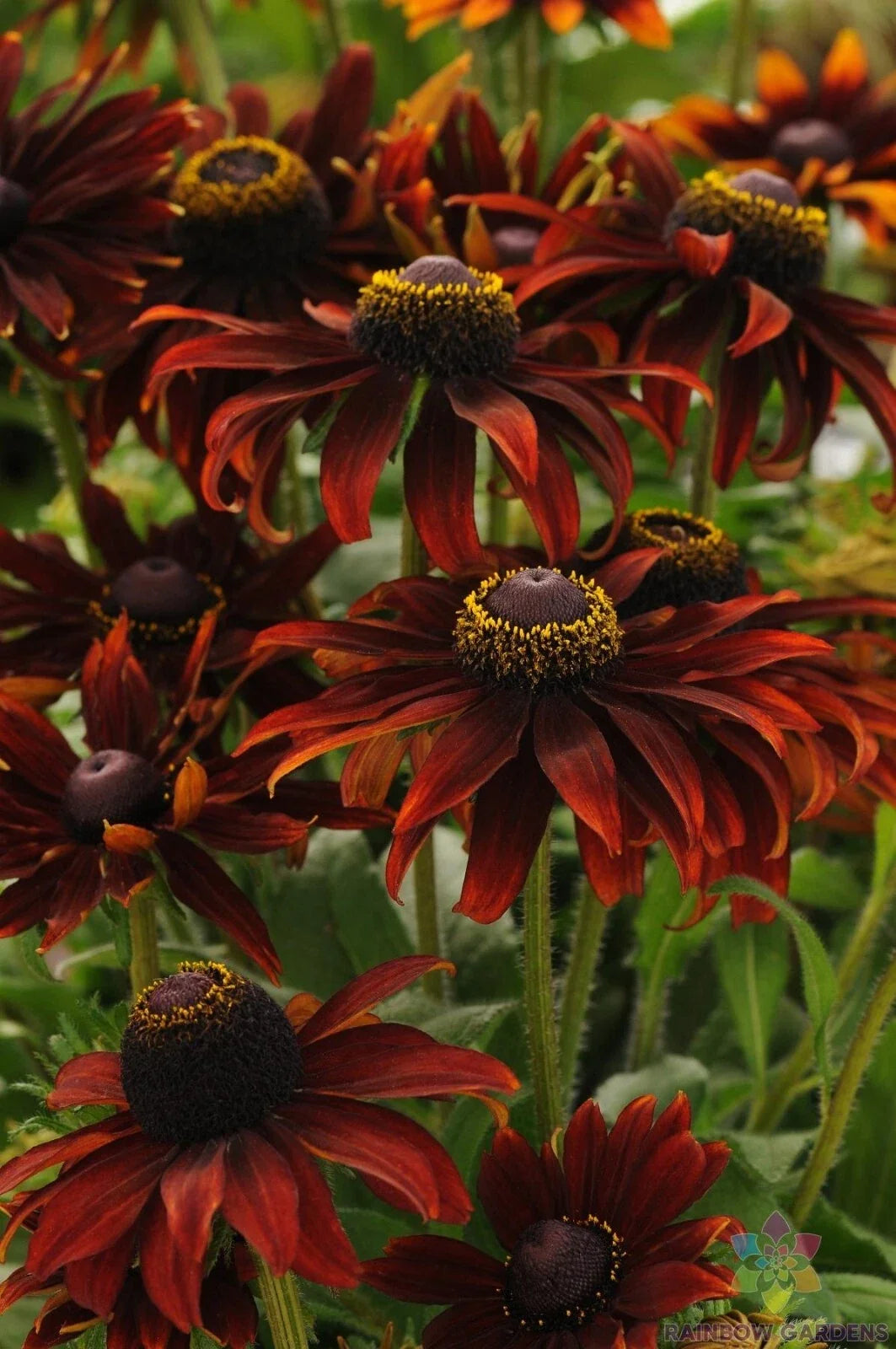 Moreno Rudbeckia 200 Seeds - for Garden Planting - Black-eyed Susan - Rudbeckia hirta - USA