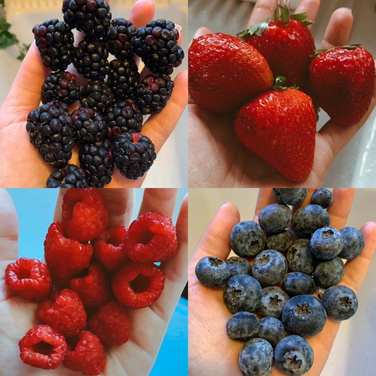 Mixed Berry Variety Pack Seeds - Bulk Organic Non-GMO Garden Fruit - Best Sellers USA